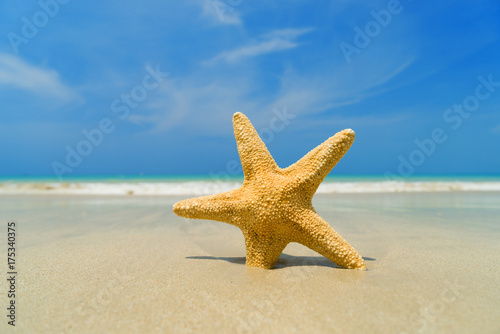 Starfish on the tropical  beach on a sunny day