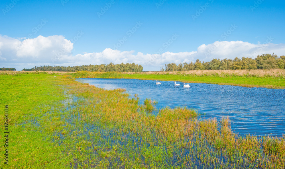 Swans swimming along the shore of a lake in autumn Swans swimming along the shore of a lake in autumn