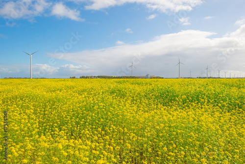 Sunlit field with yellow rapeseed below a blue cloudy sky
