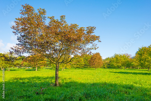 Trees in a sunny field below a blue cloudy sky in autumn 