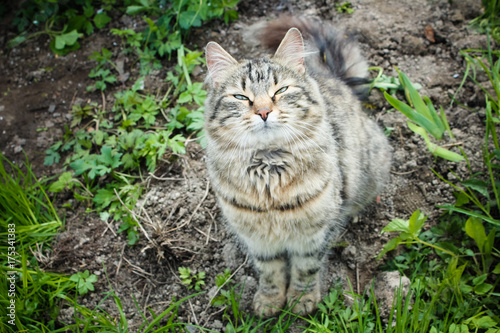 Stoned cat. stray cat enjoying the warm sun. Tabby cat with a sweet face..