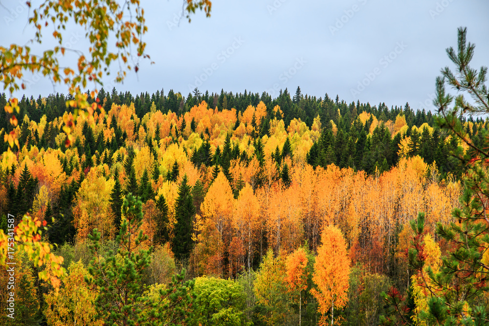 Yellow and green trees in autumn forest, Karelia, Russia.