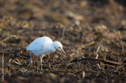 Foto Cattle egret