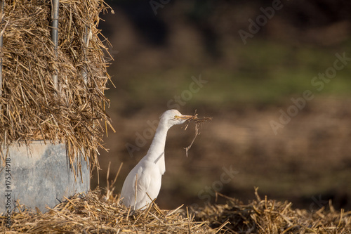 Cattle egret