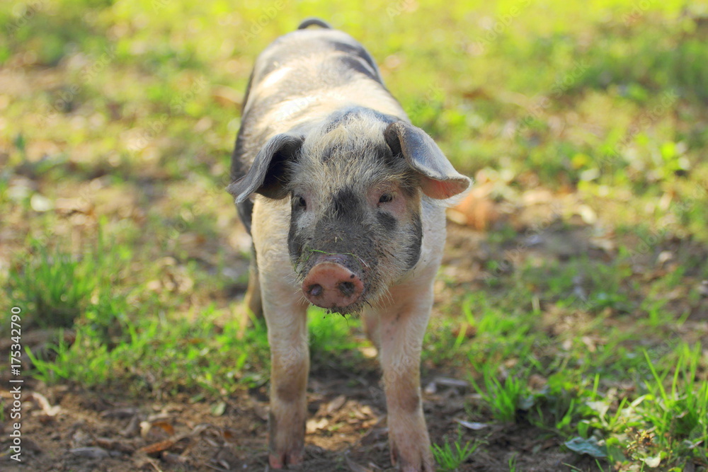 Piglet on farm Piglet on farm