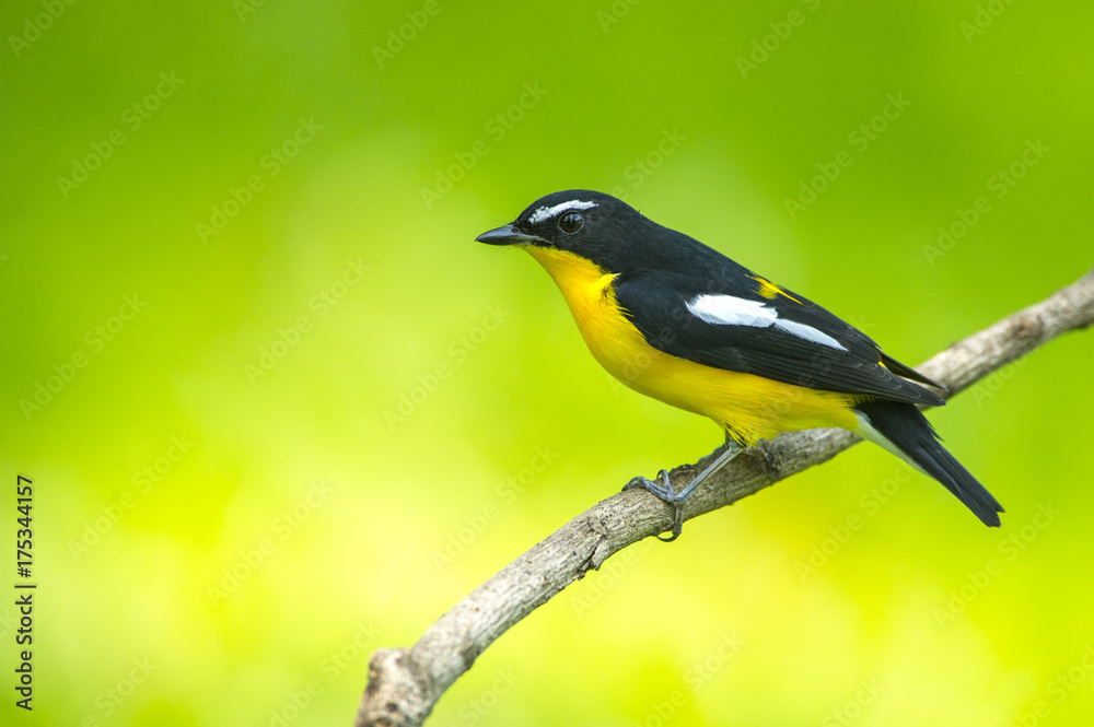 Bird, Yellow-rumped flycatcher perching on a branch 