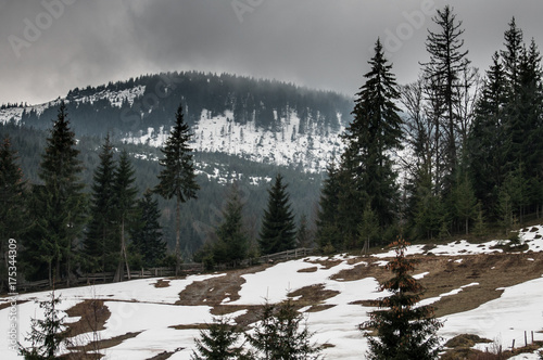 fir trees and snowy mountains