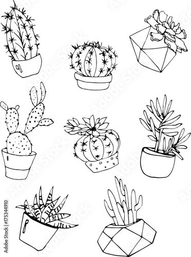 collection of cacti and succulents in modern pots 