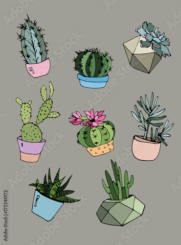 collection of cacti and succulents in modern pots
