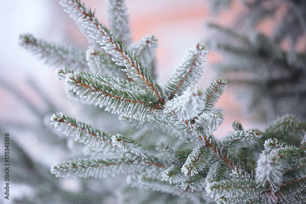 Fir branch on snow Fir branch on snow