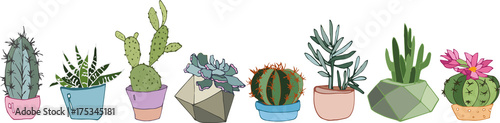 collection of cacti and succulents in modern pots
