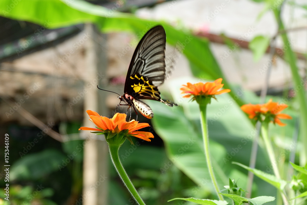 Golden Birdwing (Troides aeacus) butterfly in motion Golden Birdwing (Troides aeacus) butterfly in motion