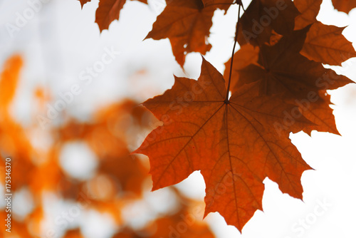 Autumnal ornament, yellow or orange leaves of maple