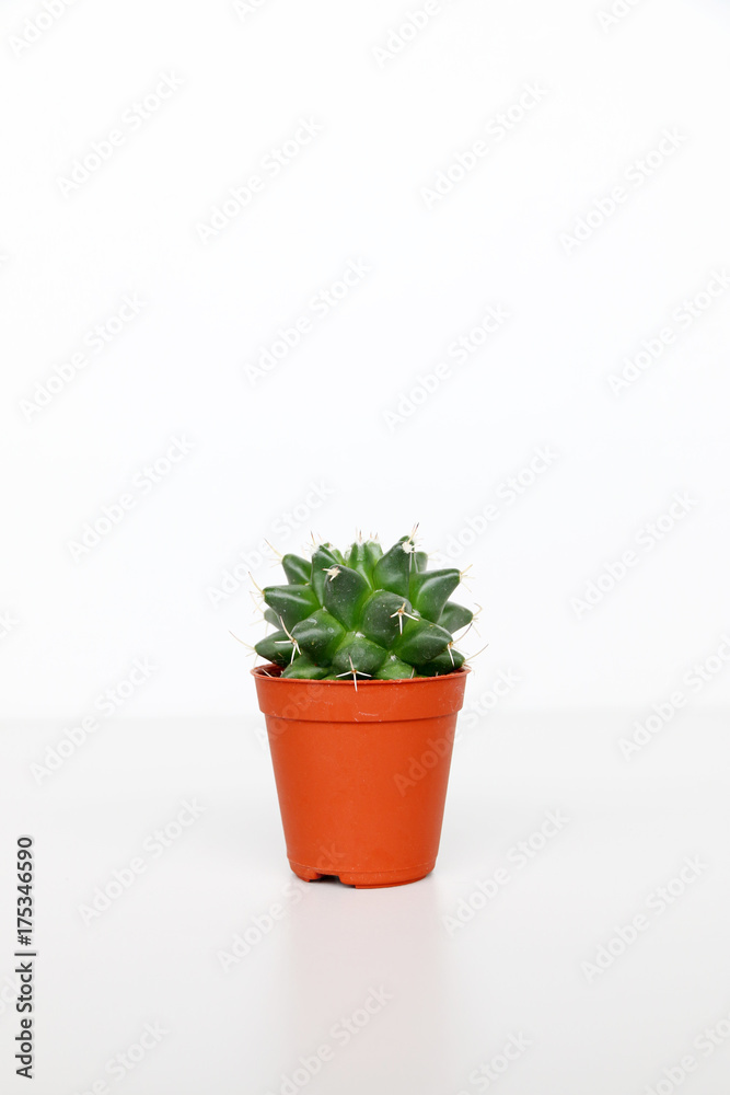 cactus on white background