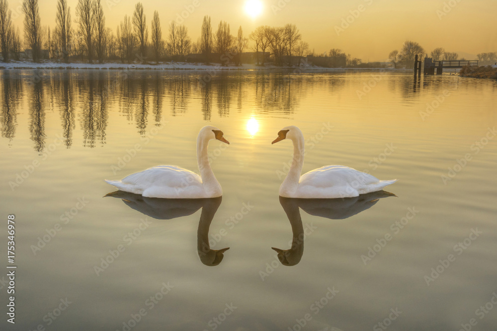 Obraz premium Dwa białe łabędzie na rzece o zachodzie słońca