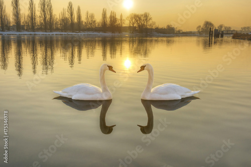 Two white swans on a river at sunset