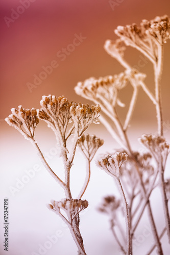 Dried flowers and plants on a background sunset