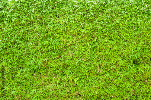Bamboo leaf wall background