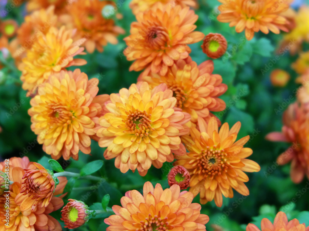 Orange chrysanthemums on a flowerbed in the garden. Orange chrysanthemums on a flowerbed in the garden.