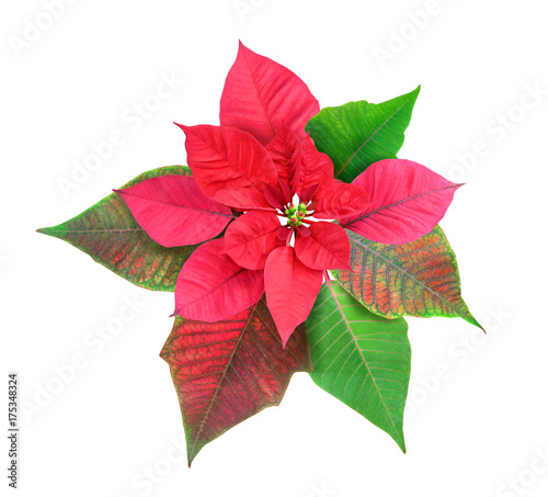 Poinsettia, isolated on white background with clipping path.