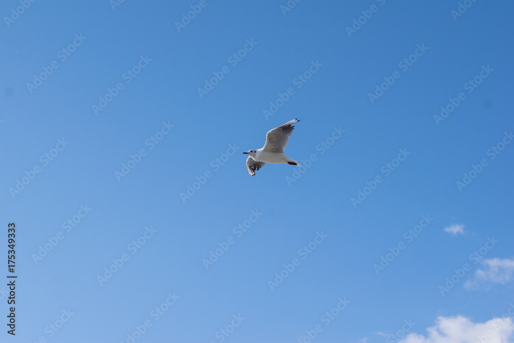 Möwe mit blauem Himmel und Wolken Möwe mit blauem Himmel und Wolken