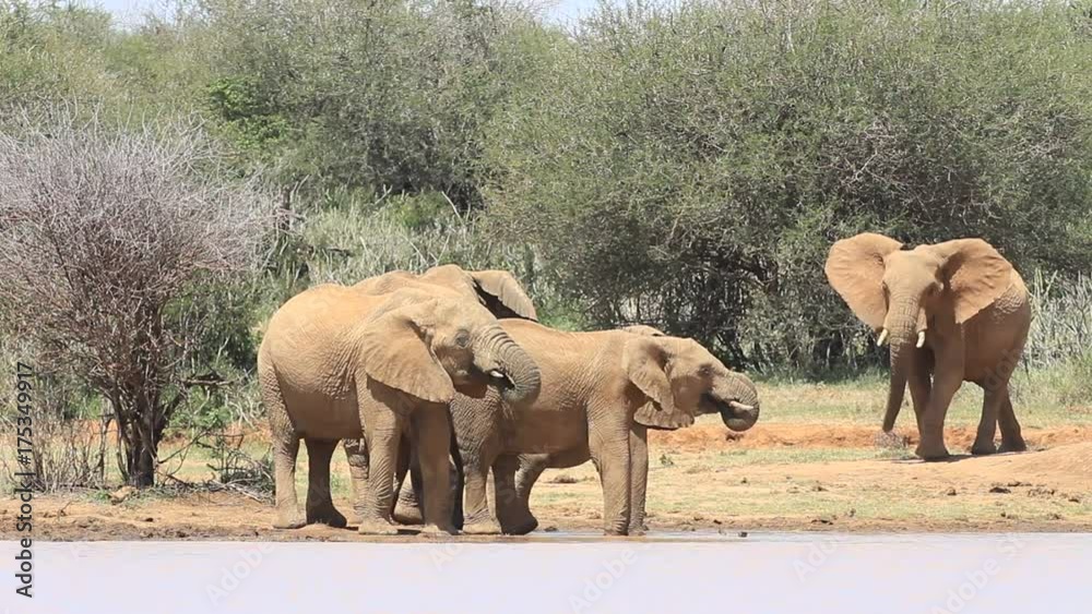 African Elephants drinking and playing by river
