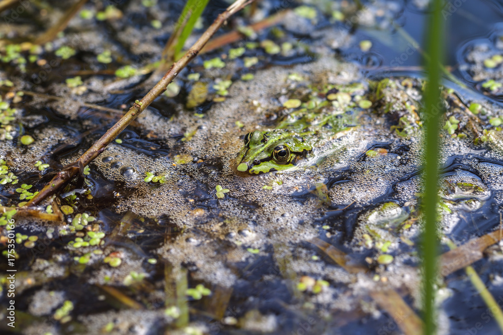 Teichfrosch - Sumpf Teichfrosch - Sumpf