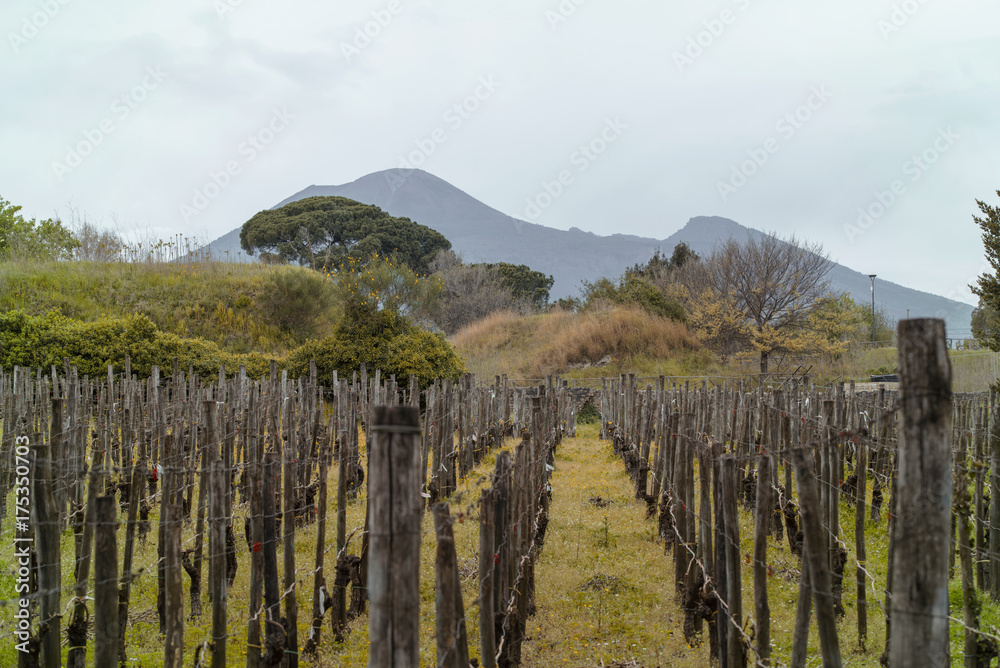 Grapes garden and view to Vesuvius in Pompeii, Italy Grapes garden and view to Vesuvius in Pompeii, Italy