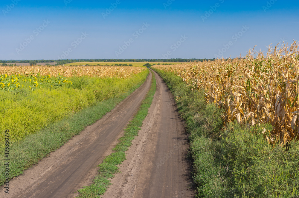 September landscape with an earth road between agricultural field with goldish maize near Dnipro city, Ukraine