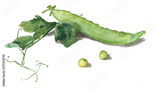 Watercolor hand-drawn green pod