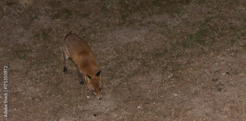 Fototapeta Naklejka Na Ścianę i Meble -  Red Fox - Vulpes vulpes