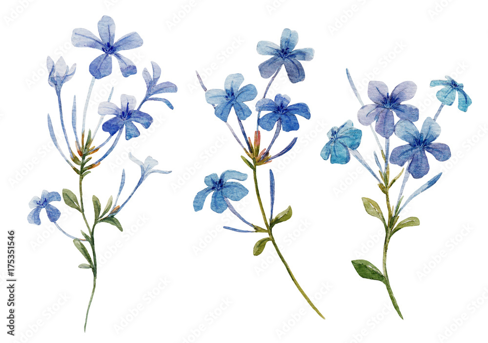 Watercolor Plumbago flower set