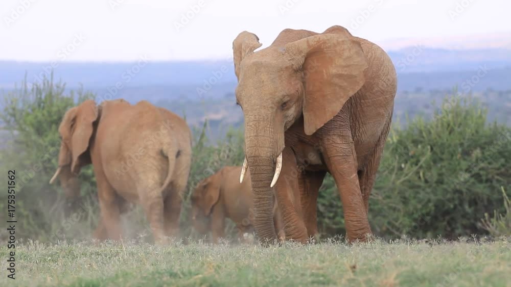 African Elephants. They are eating grass, uprooting it with their feet and shaking sand off before eating