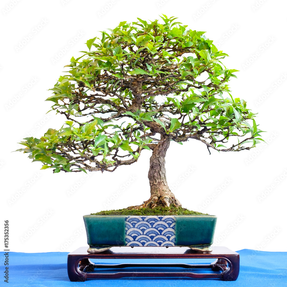 Duftahorn (Premna japonica) als kleiner Bonsai Baum Stock Photo | Adobe  Stock