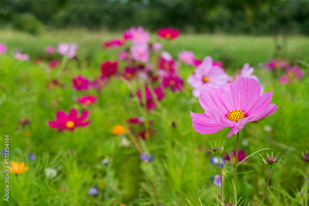 Wildblumenwiese