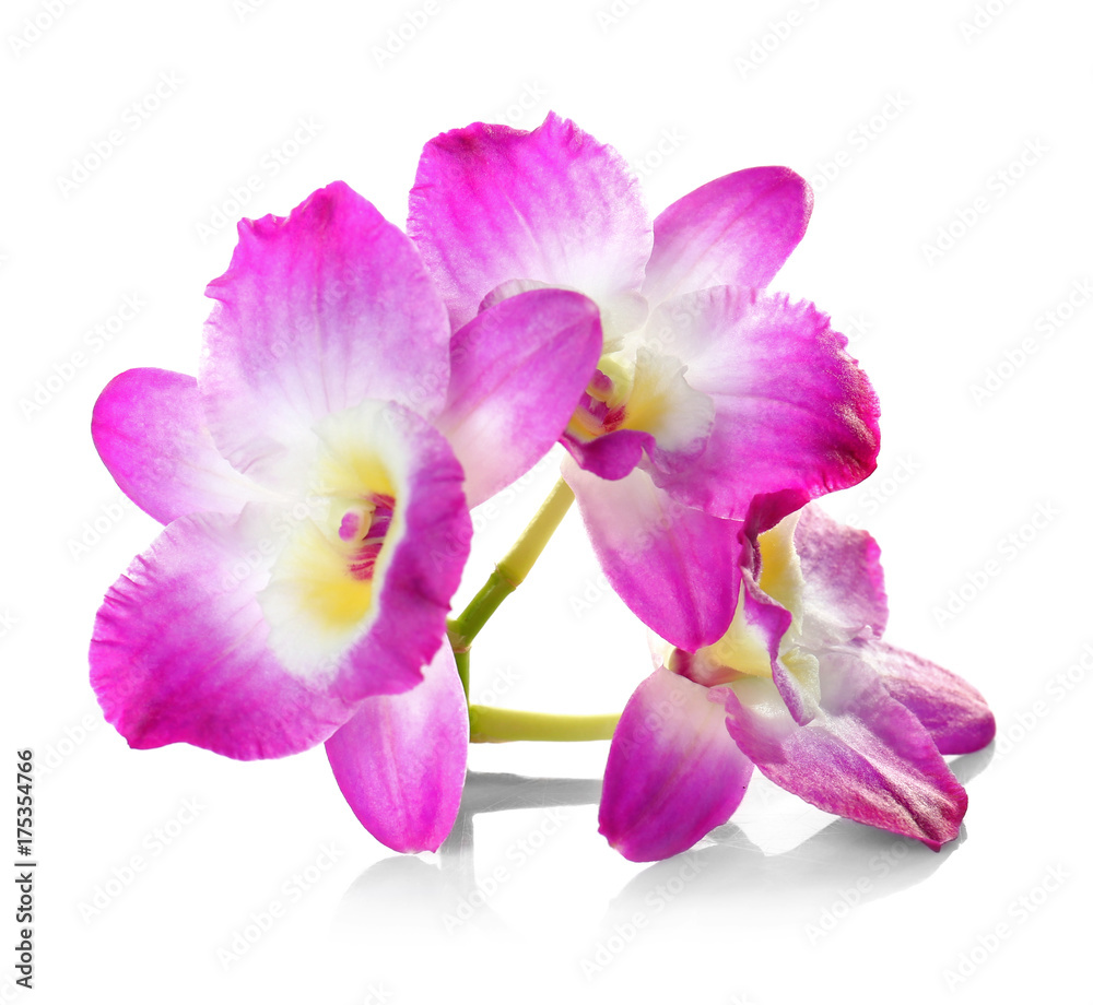Beautiful tropical flowers on white background Beautiful tropical flowers on white background