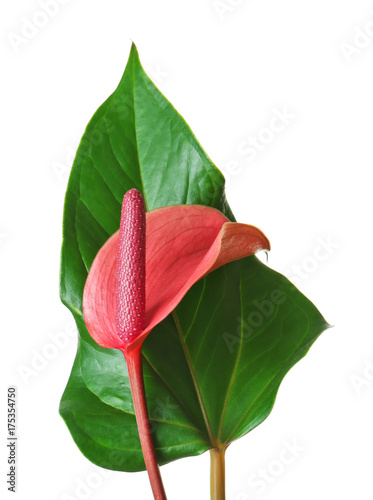 Beautiful tropical flower on white background
