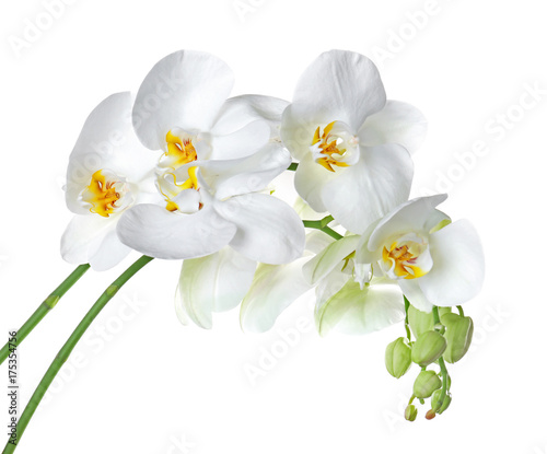 Fototapeta Naklejka Na Ścianę i Meble -  Beautiful tropical flowers on white background