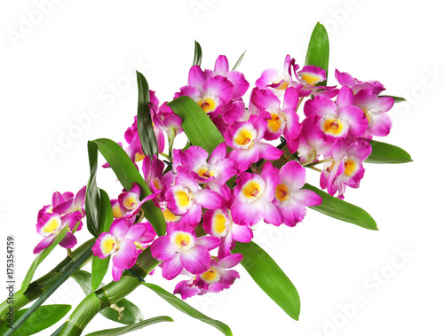 Fototapeta Naklejka Na Ścianę i Meble -  Beautiful tropical flowers on white background