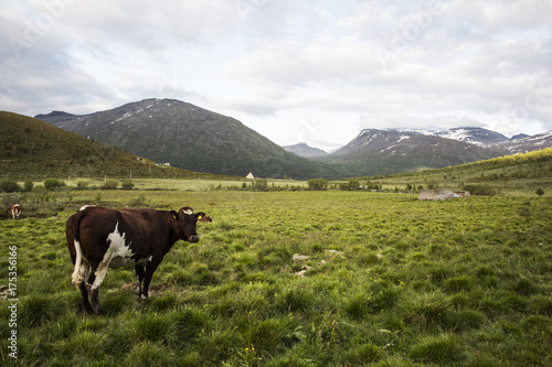 A cow in Norwegian mountains jotunheimen