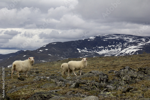 Sheeps on mountain in joutunheimen