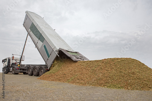 Maisernte LKW schüttet Mais Silage aus photo