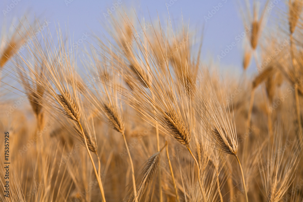 Golden barley field with blue sky Golden barley field with blue sky