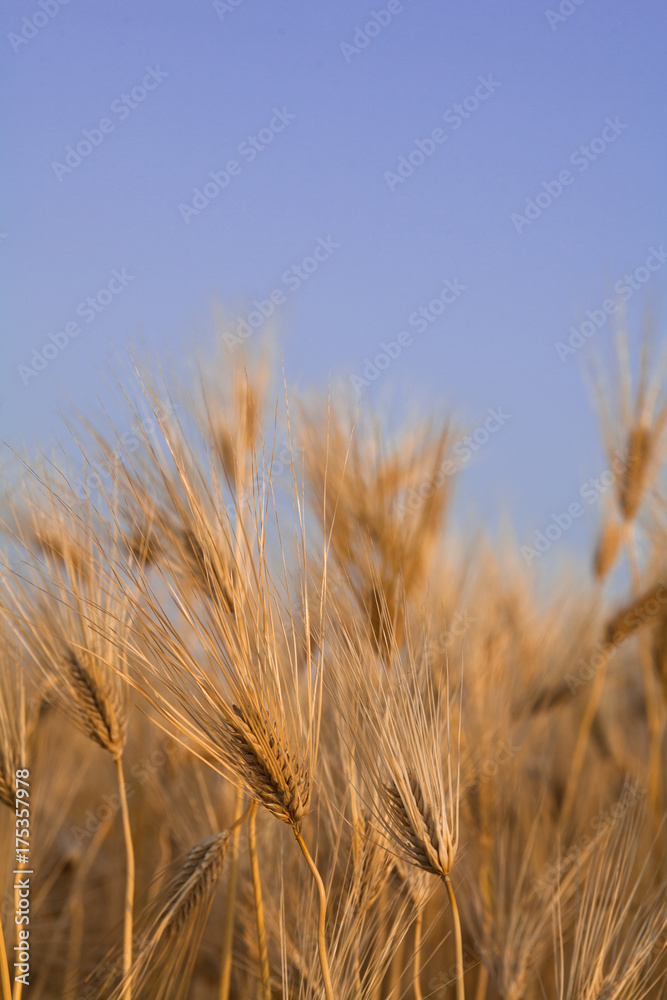 Golden barley field with blue sky