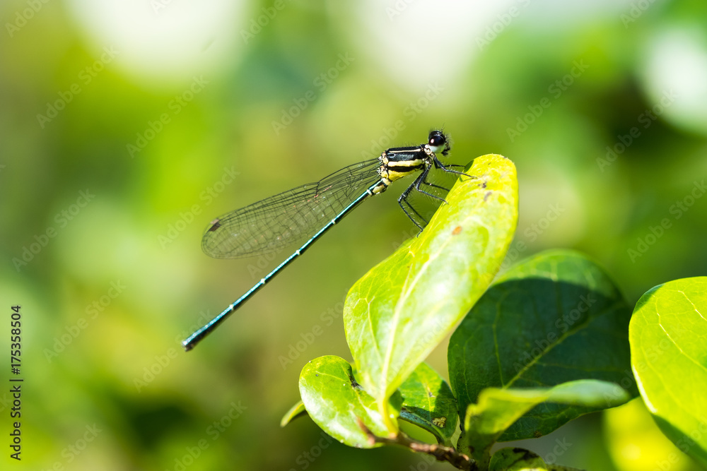 Dragonfly Dragonfly