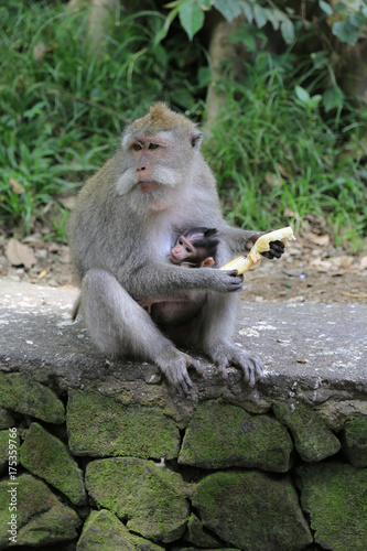 Bali: Javaneraffe mit Nachwuchs im Monkey Forest Sanctuary in Ubud © blickwinkel2511