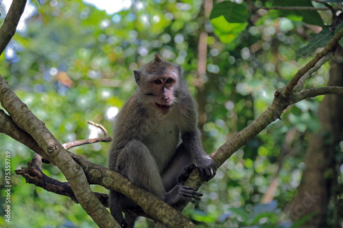 Bali: Javaneraffe im Monkey Forest Sanctuary in Ubud