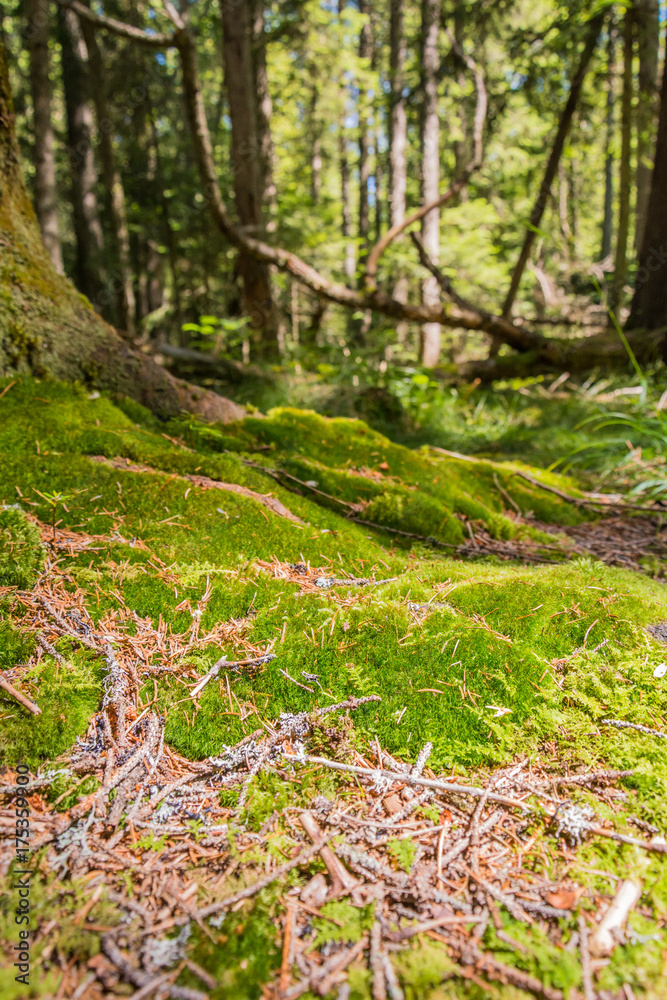 grass like a carpet grass like a carpet