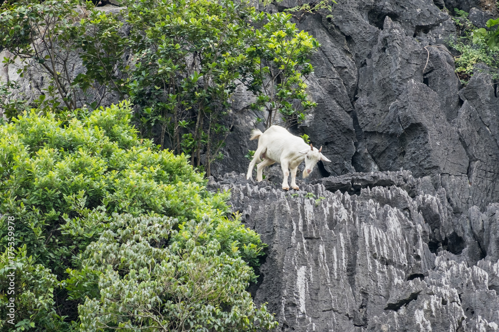 White goat climbing on limestone mountain White goat climbing on limestone mountain