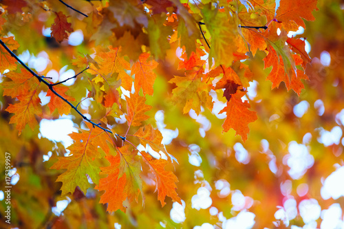 Yellow maple leaves on a twig in autumn